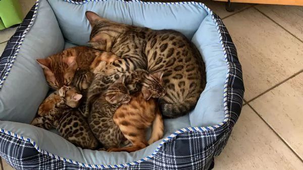 gatti del bengala | Foto 0