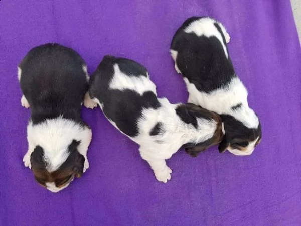 regalo bellissimi cuccioli di basset hound