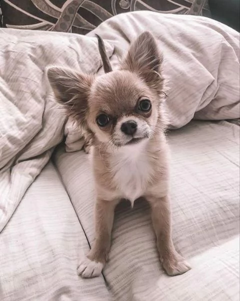   regalo cuccioli dolce e bella chihuahua toy