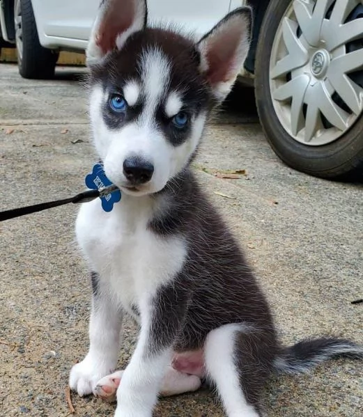siberian husky cuccioli disponibili