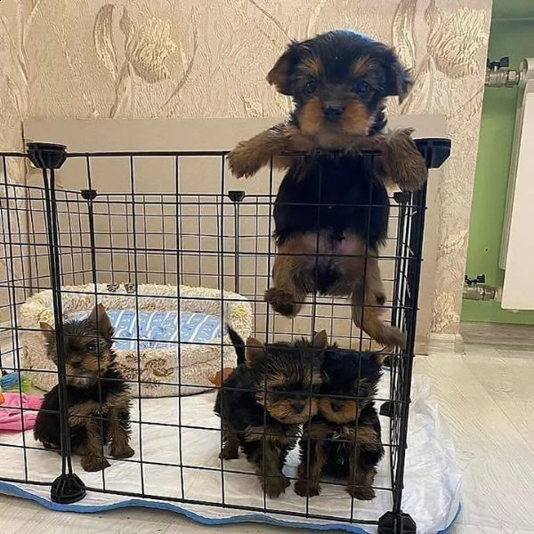 regalo cuccioli di yorkshire da privato