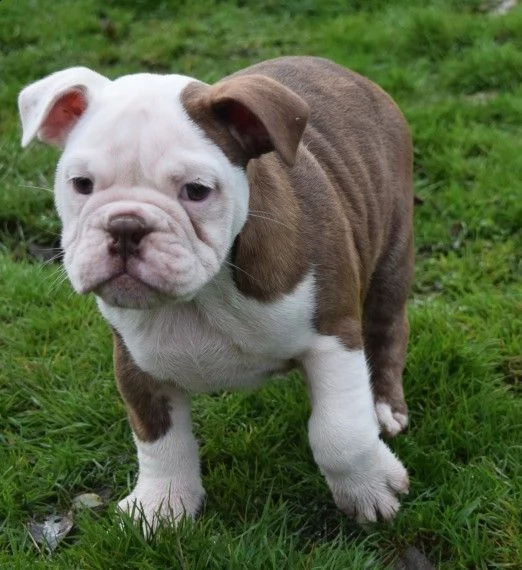 regalo bulldog inglese cuccioli disponibili