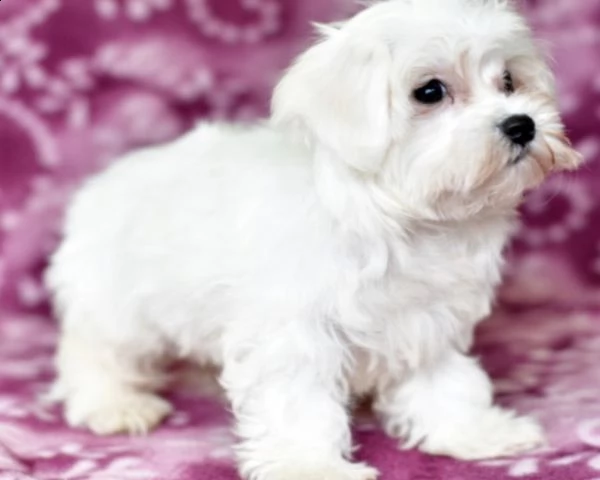 cuccioli maltese
