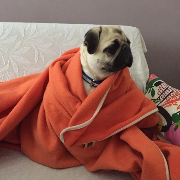 simpatici cuccioli di carlino pronti e belli disponibili