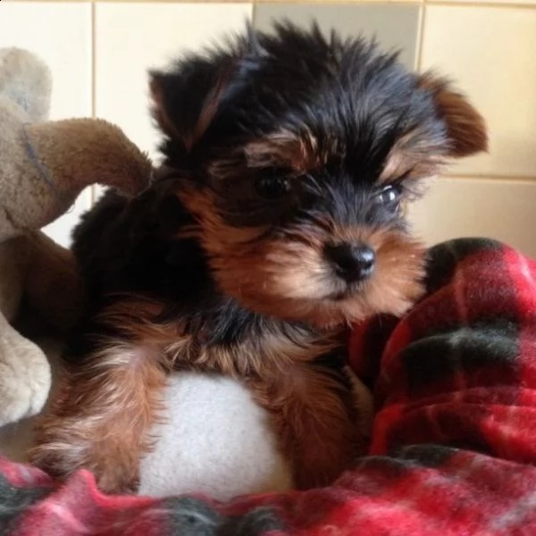 cuccioli giocattolo regalo, yorkshire terrier,