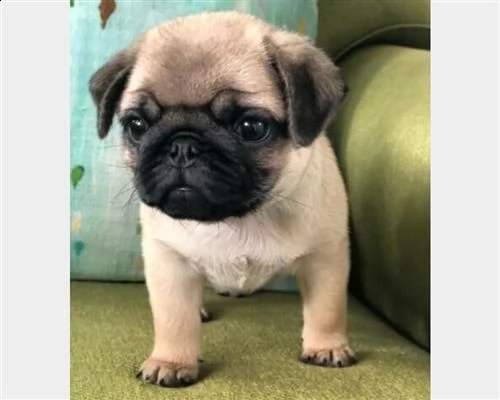 vendita stupendi cuccioli carlini con pedigree