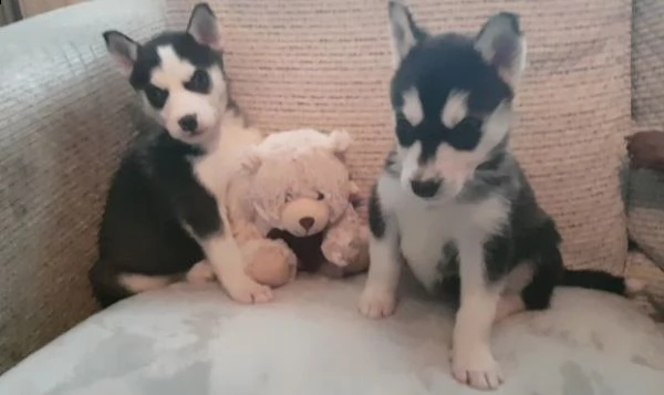 siberian husky puppies for sale available