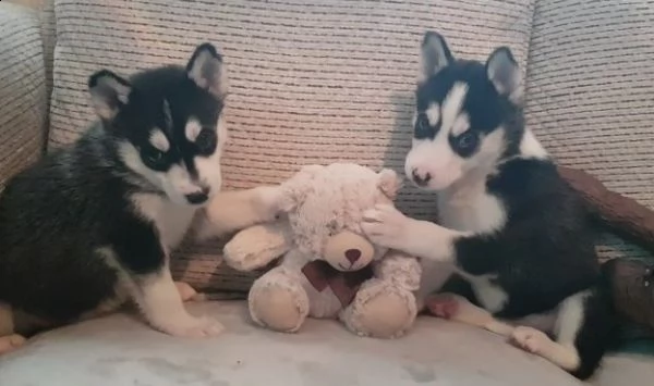 siberian husky puppies for sale available | Foto 0