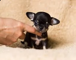 cuccioli di chihuahua maschio e femmina, 3 mesi pronti per andare in una casa nuova e vivente contat