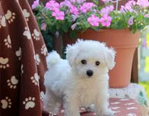 incredibili cuccioli maltesi