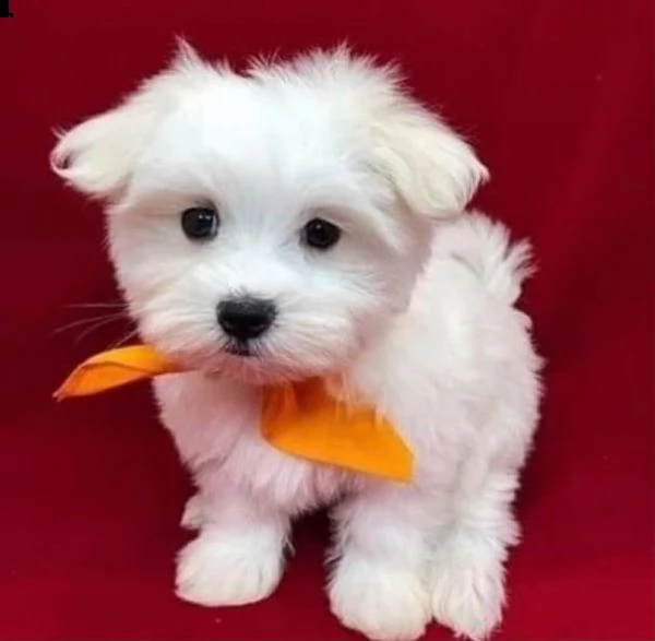 vendita meraviglioso cuccioli maltesi | Foto 1