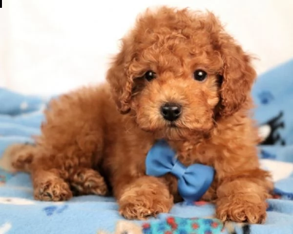 vendita cucciolo cuccioli di barboncino bicolor nani disponibili. ..........