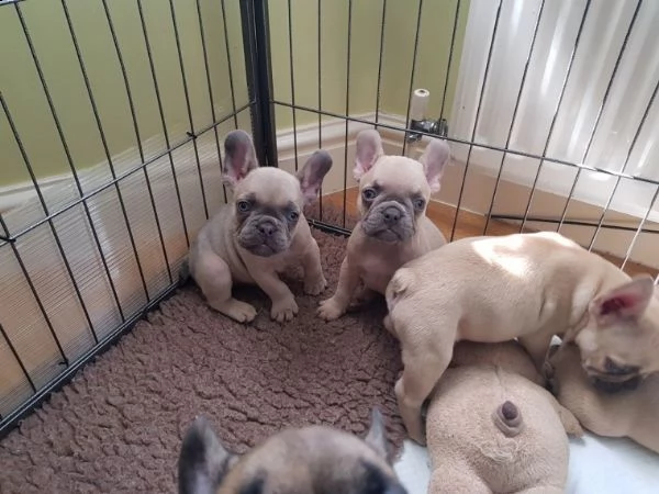 regalo cuccioli di cane a bulldog francese