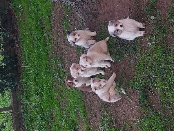 Cuccioli pastore australiano  | Foto 0