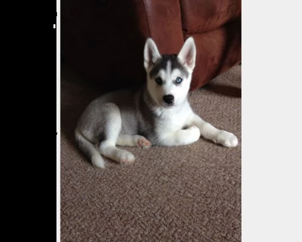 vendita cucciolo 3 maschi e 2 femmine husky