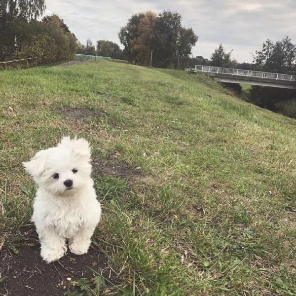 maltese toyzzzzzz | Foto 0