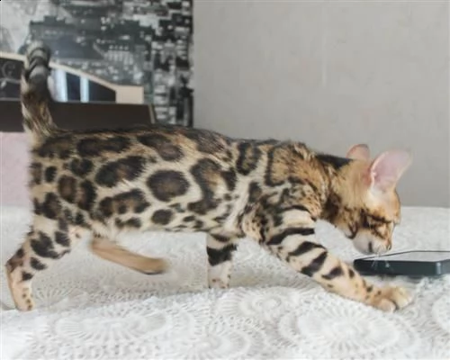 vendita cucciolo gatto del bengala | Foto 3