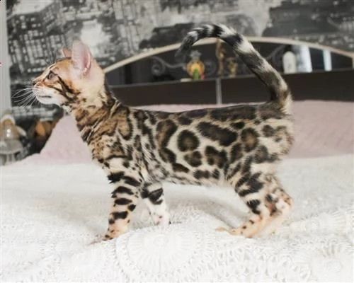 vendita cucciolo gatto del bengala | Foto 2