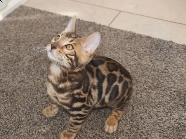 vendita cucciolo gatto del bengala | Foto 1