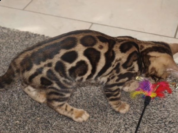 vendita cucciolo gatto del bengala | Foto 0