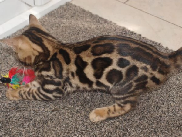 vendita cucciolo gatto del bengala