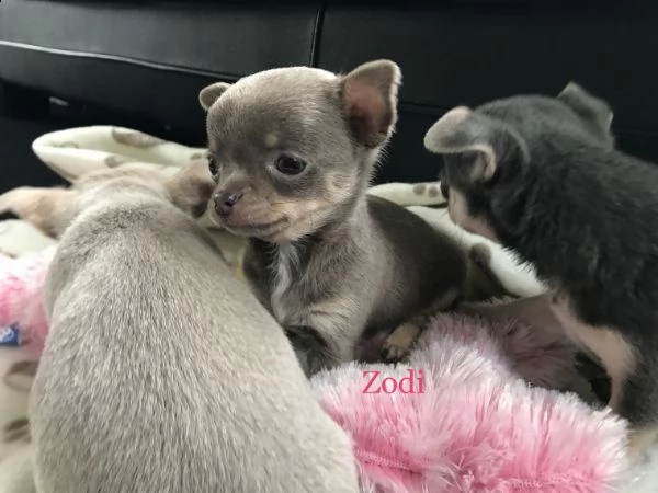 regalo cuccioli di chihuahua mini toy