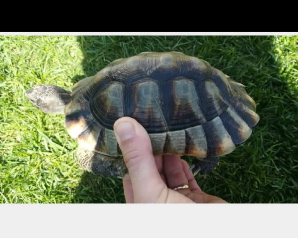 testudo marginata | Foto 0