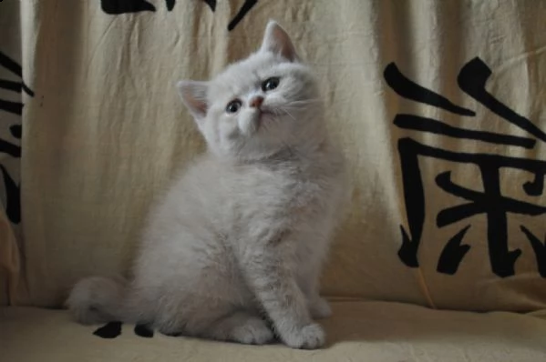 british shorthair | Foto 6