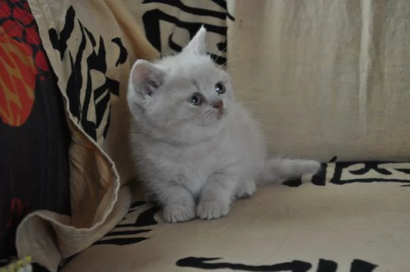 british shorthair | Foto 5