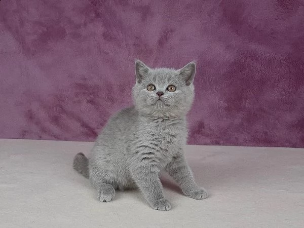 british shorthair | Foto 4