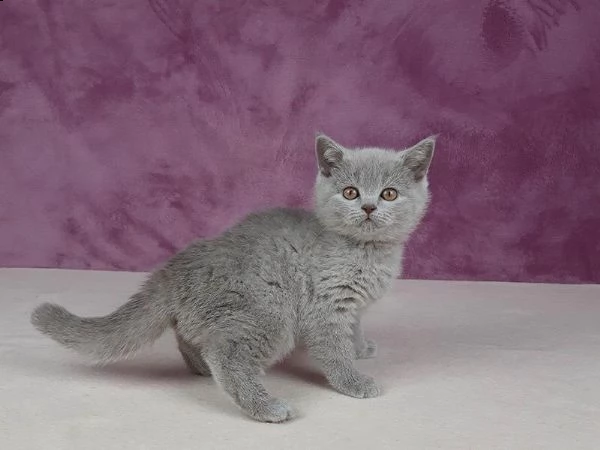 british shorthair | Foto 2