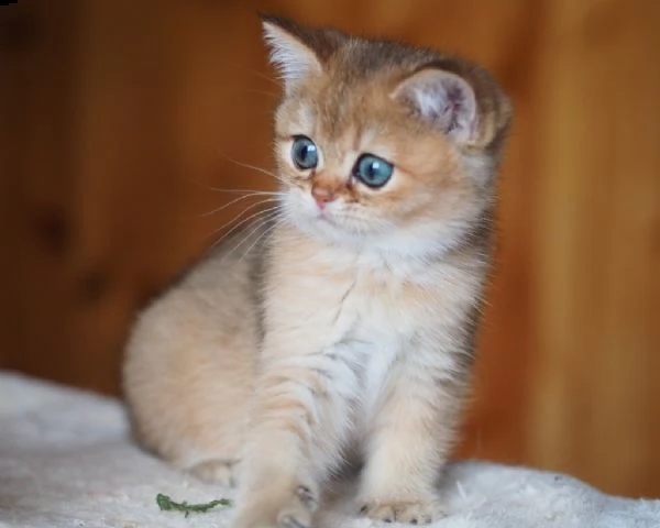 british shorthair | Foto 1