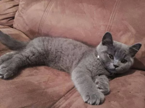 bellissimi cuccioli british shorthair blu | Foto 2