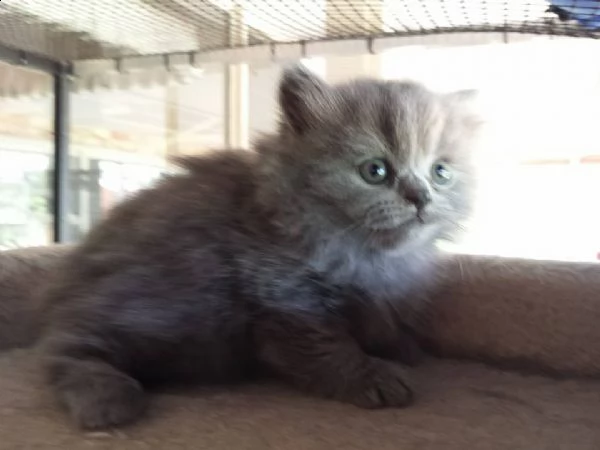 bellissimi cuccioli british shorthair blu | Foto 0