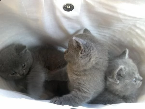 gattini british shorthair | Foto 2