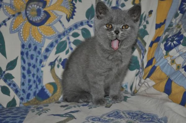 5 gattini british shorthair | Foto 3