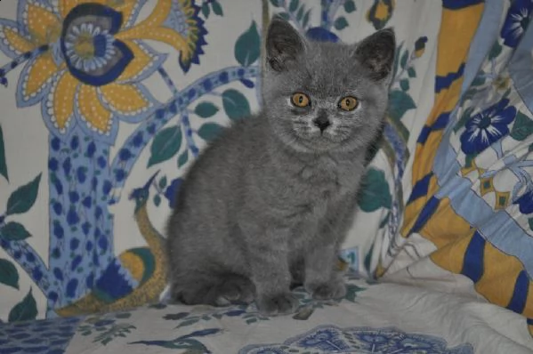 5 gattini british shorthair | Foto 2