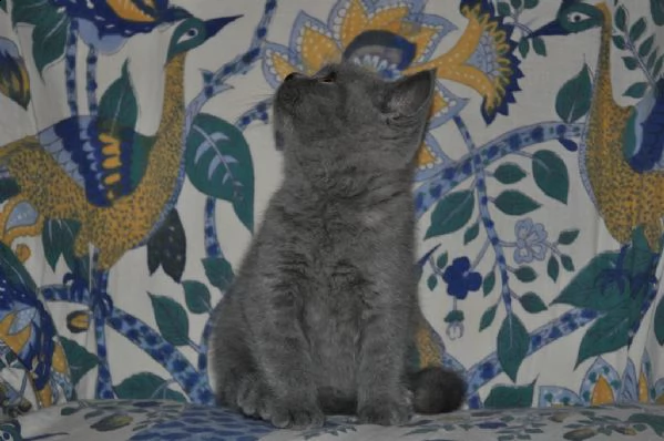 5 gattini british shorthair | Foto 1