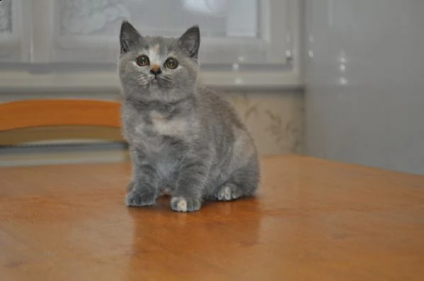 5 gattini british shorthair | Foto 0