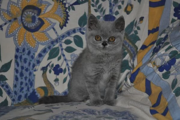 5 gattini british shorthair