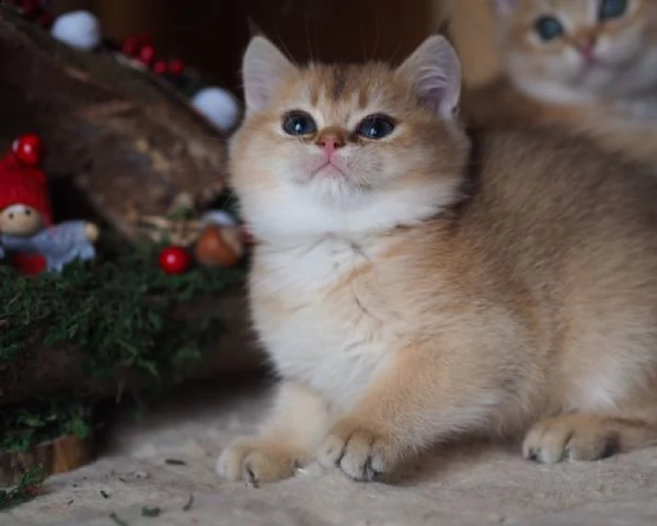 5 cuccioli british shorthair di altissima genealogia. | Foto 2