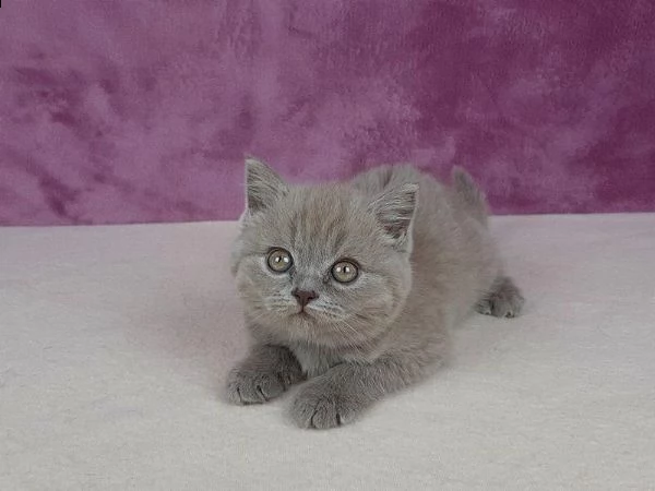 5 cuccioli british shorthair di altissima genealogia. | Foto 1