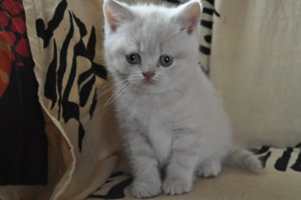 5 cuccioli british shorthair di altissima genealogia. | Foto 0