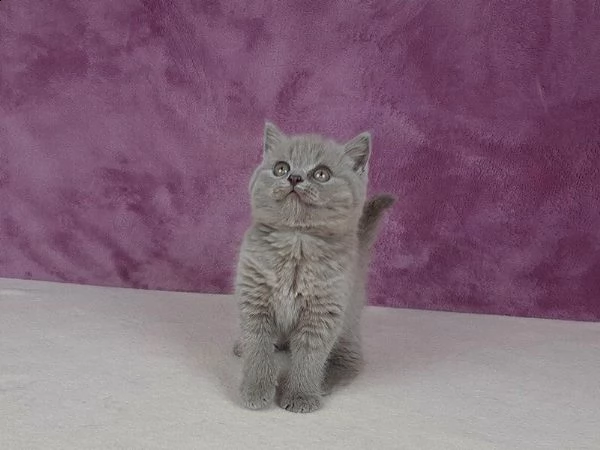 5 cuccioli british shorthair di altissima genealogia.