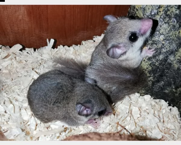 minighiro africano m