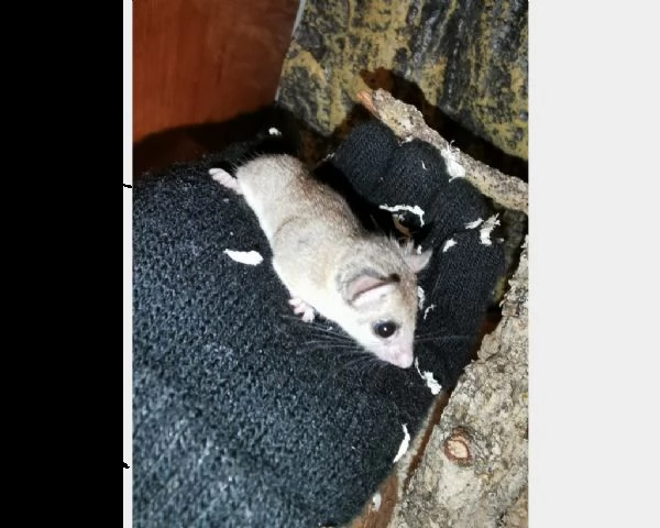 minighiro africano m | Foto 0