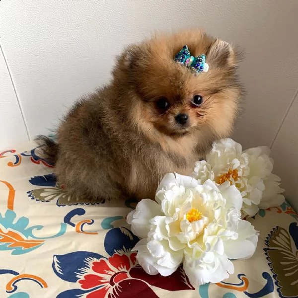 regalo  volpino pomerania mini toy 
