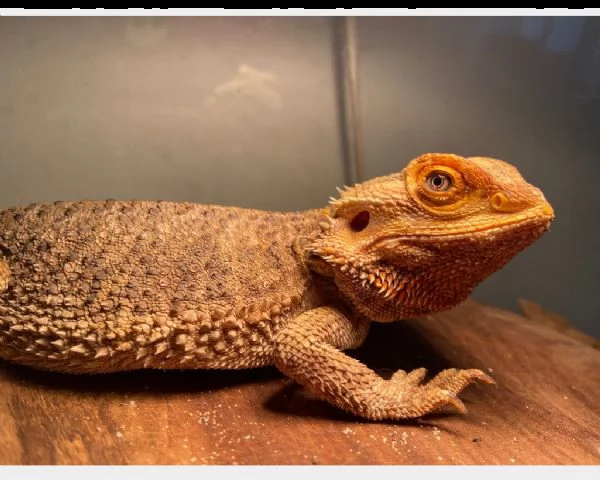 pogona femmina