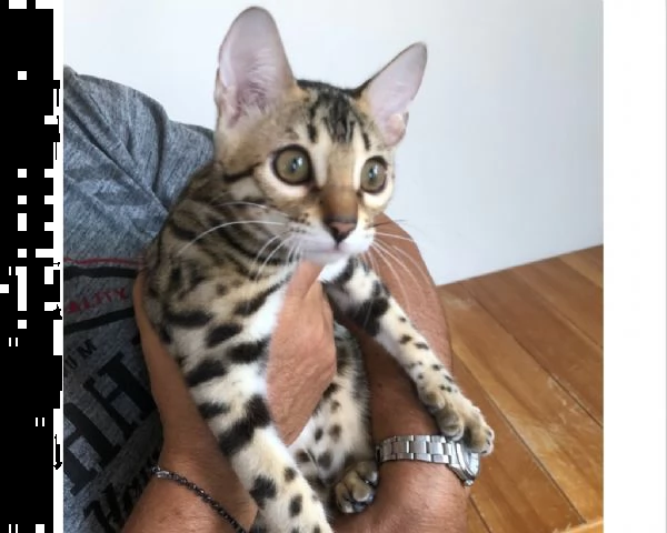 bengala gattini cuccioli  | Foto 1