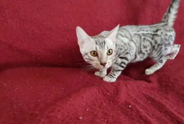 bengala gattini cuccioli  | Foto 0